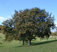 Speierlingbaum