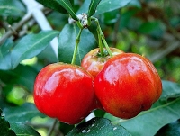 Acerola-Kirsche