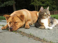 Hund und Katze